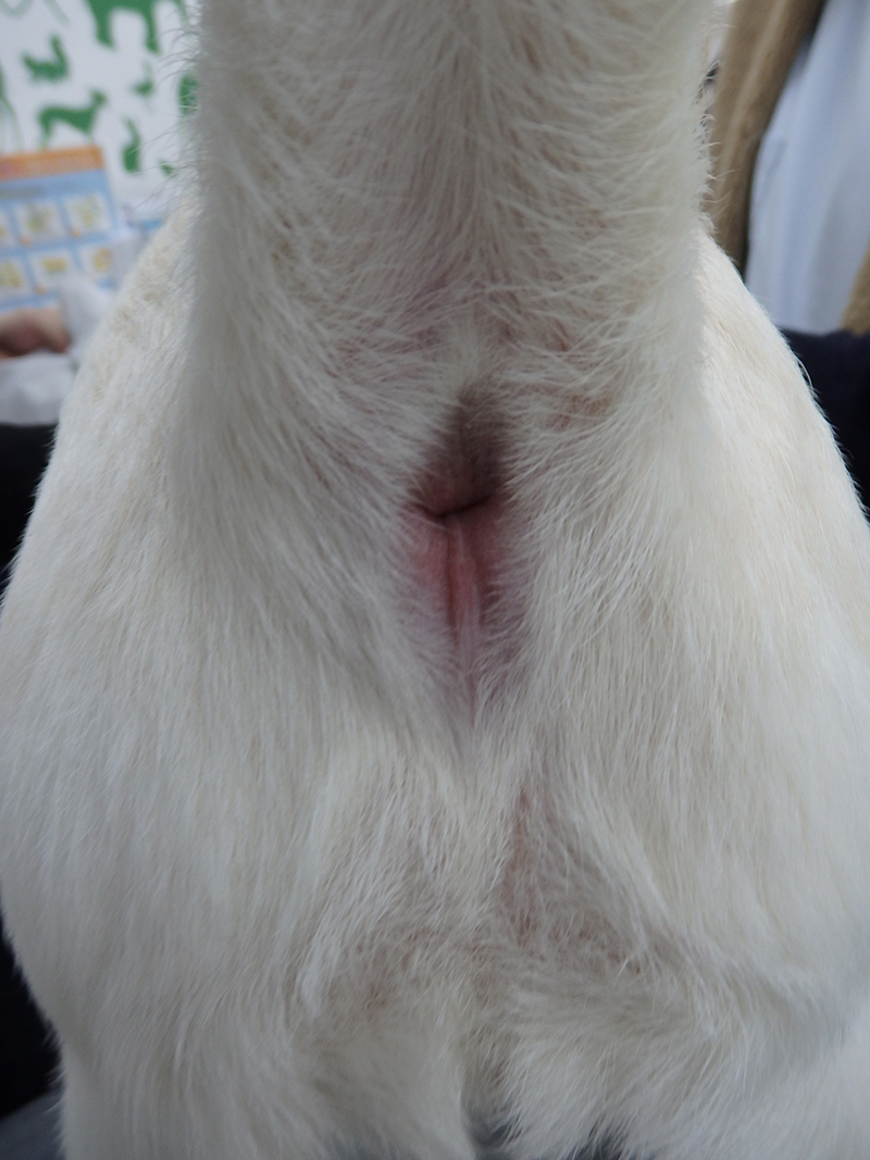 臭腺(肛門腺)しぼり