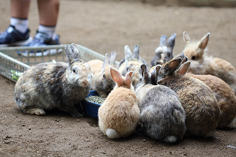 学校飼育動物