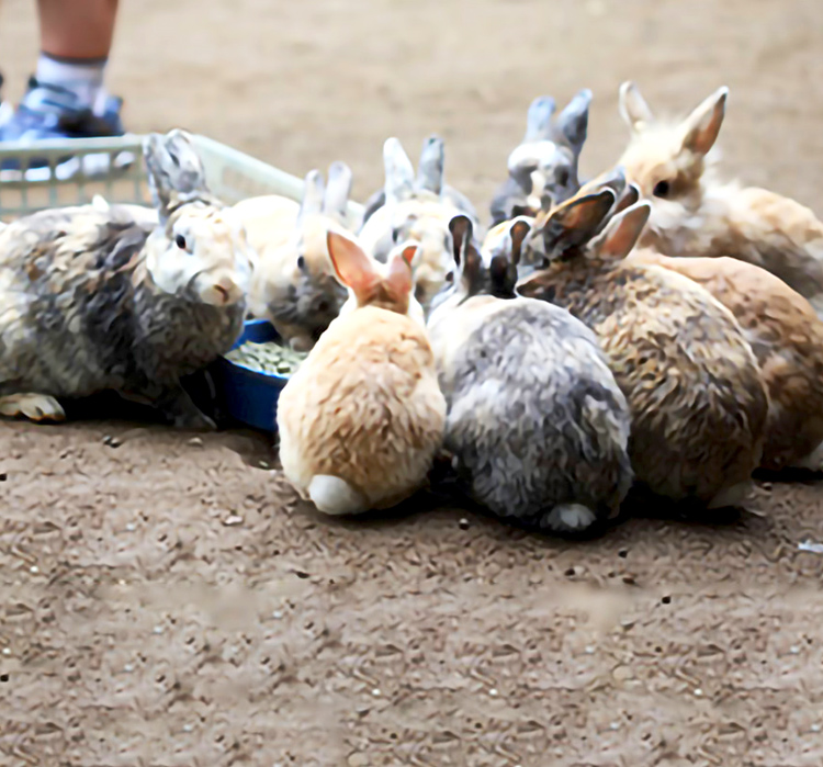 学校飼育動物